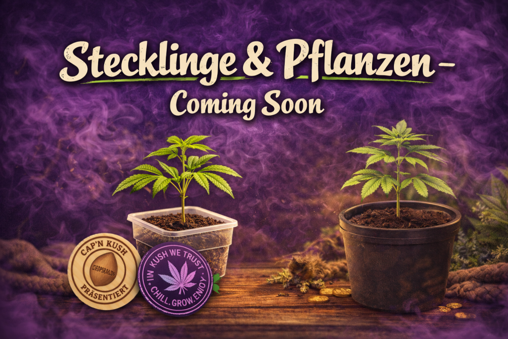Stecklinge & Pflanzen Coming Soon