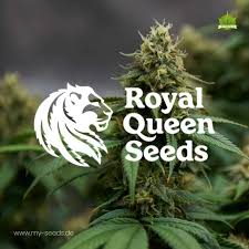Royal Queen Seeds Bewertung