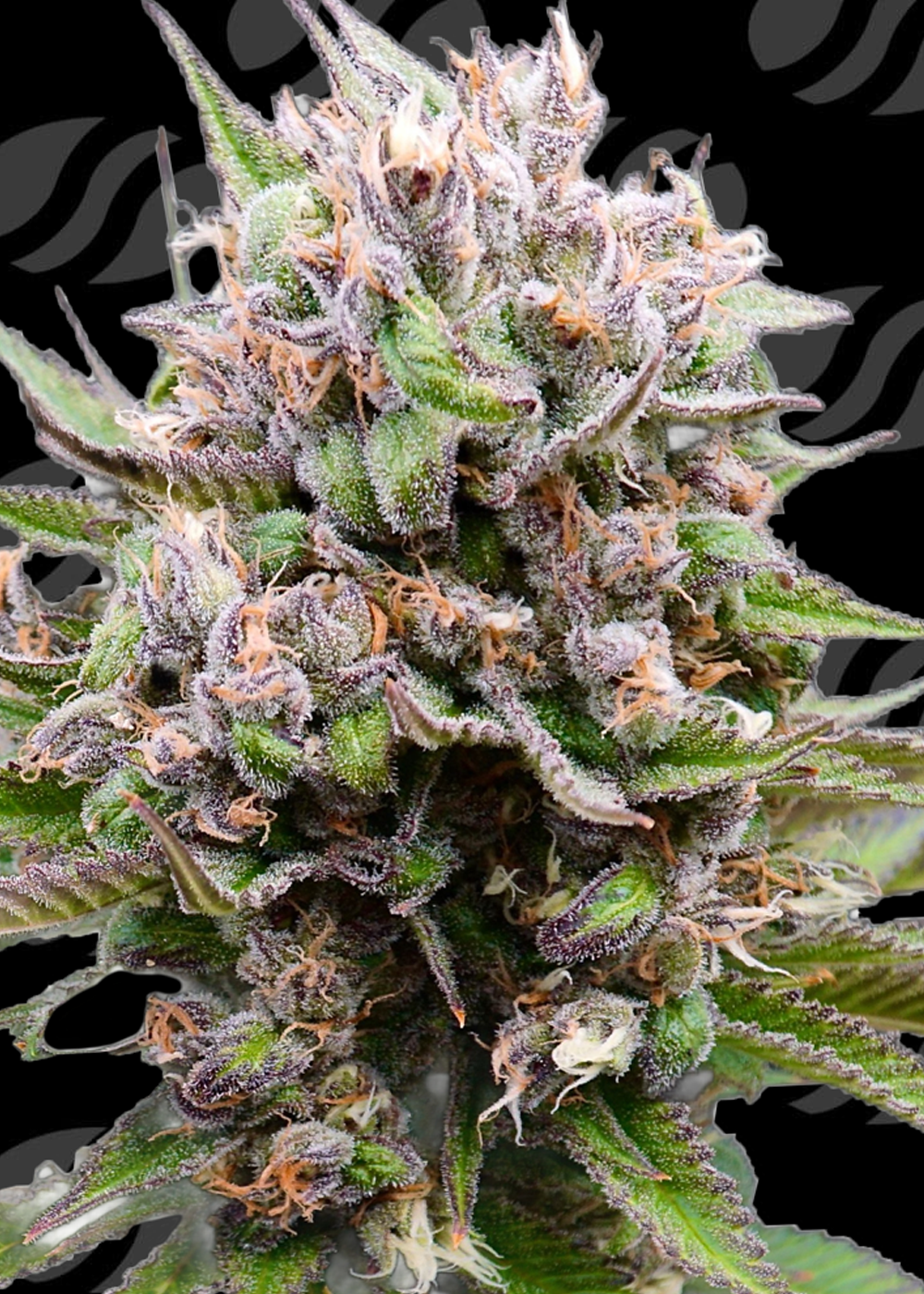 Auto Cotton Berry Rush