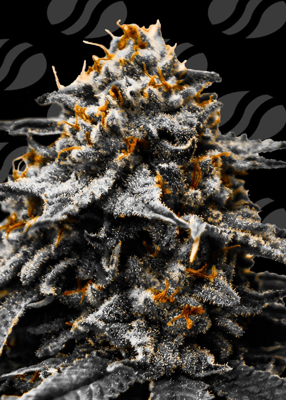 Auto Twilight Zlush