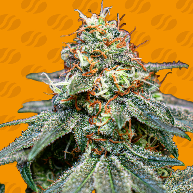Banana Cream OG