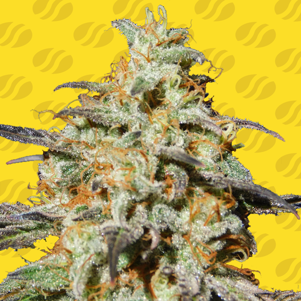 Biscotti Auto