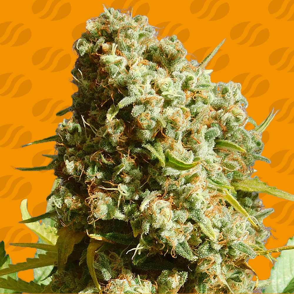 Bruce Banner 3 Fast