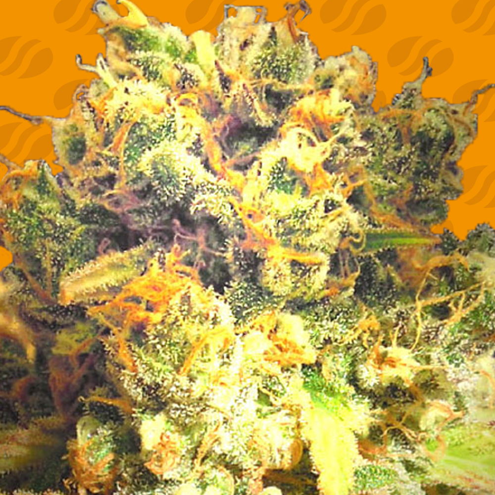 Dr Bruce Banner CBD