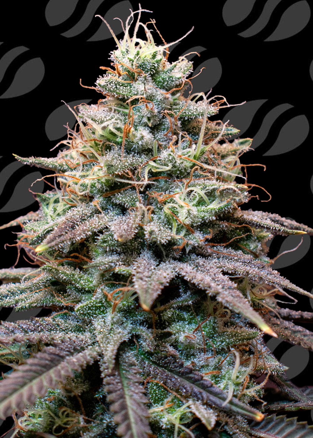 FumePop Auto