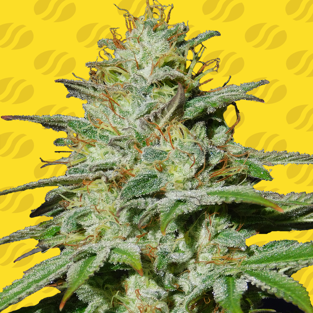 Jungle Lava Auto