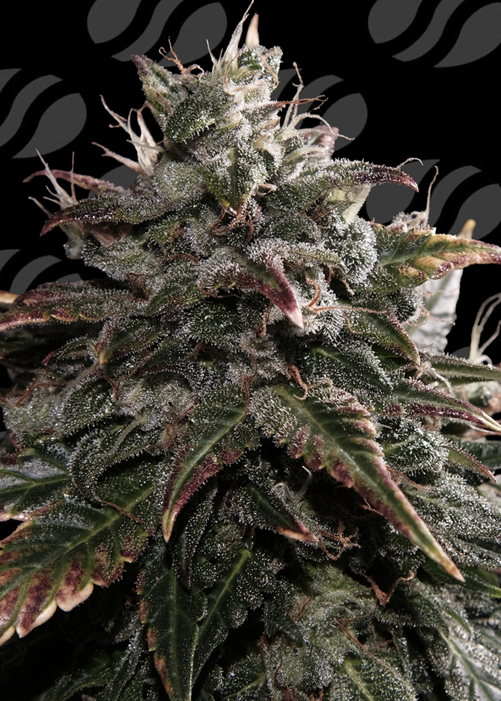 Papaya Stank