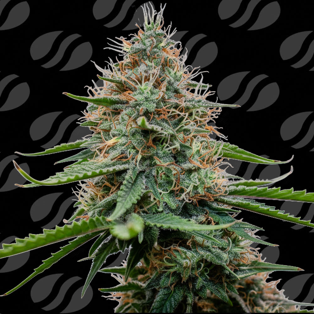 Poison Cookies