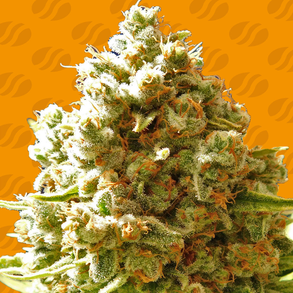 Pure Kush