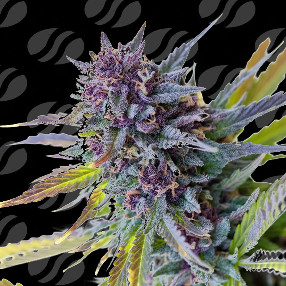 Purple Lemon Tree XL Auto