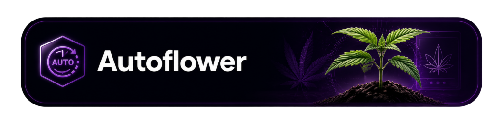 Cansam-Wiki | Autoflower