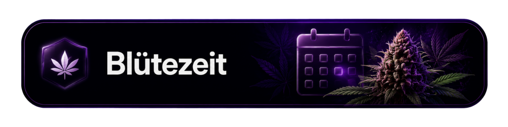 Cansam-Wiki | Blütezeit