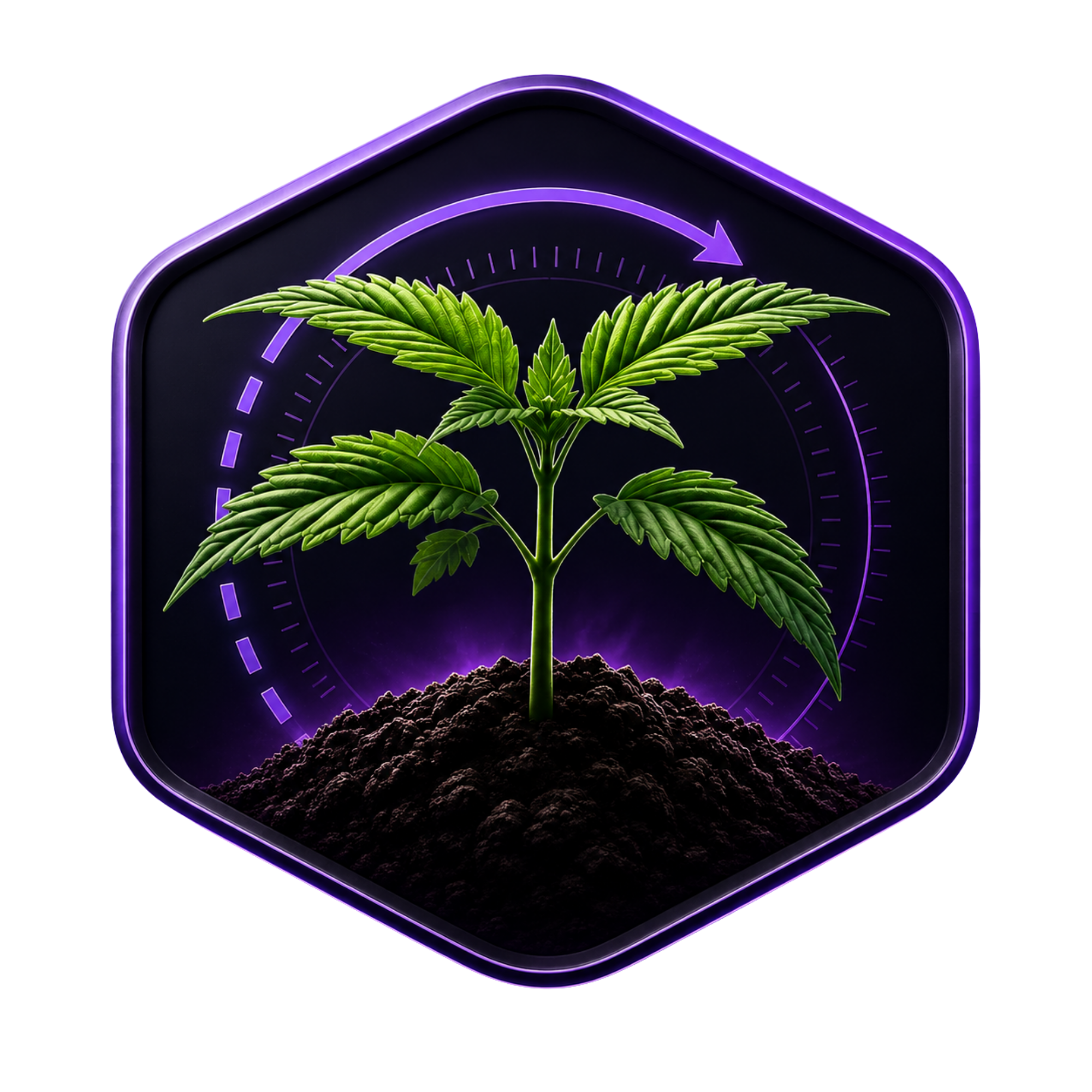 Cansam-Wiki | Autoflower
