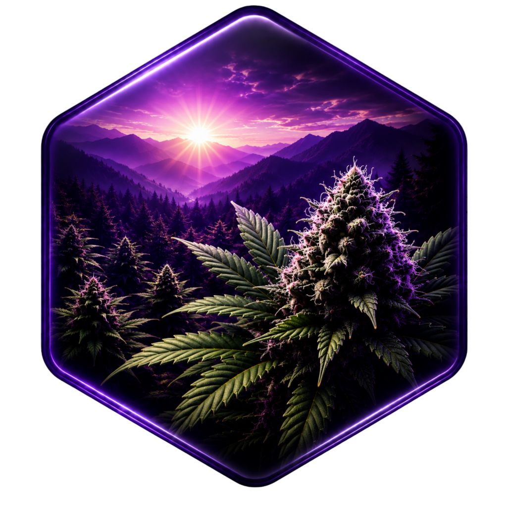 Cansam-Wiki | Outdoor