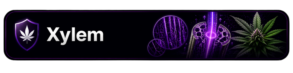 Cansam-Wiki | Xylem